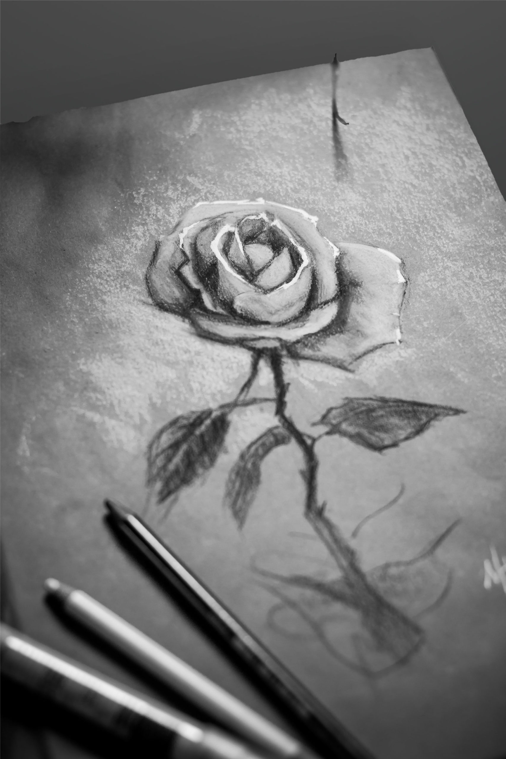 Sketch of a rose